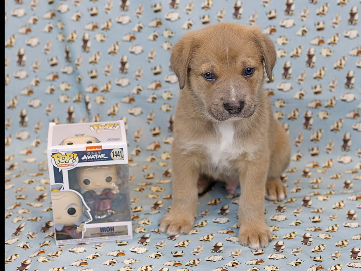 chinook puppy